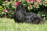 PEKINOIS 194